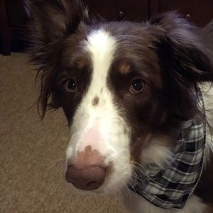 Meet your Posher, Raeme